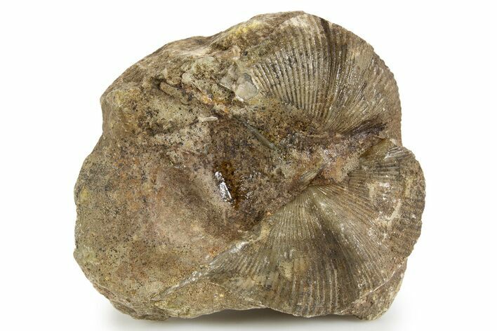 Fossil Brachiopod (Cyrtospirifer) Plate - Russia #322169
